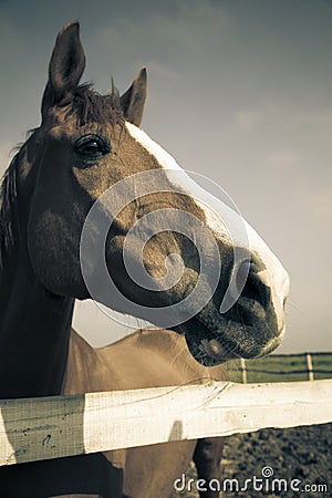 Horse head of brown horse / vintage toned Stock Photo