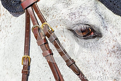 Horse Head Eye Closeup Stock Photo