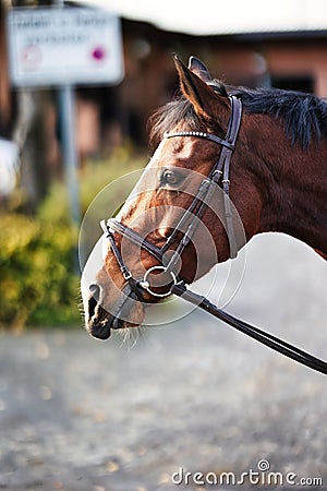 Horse head portraits with bridle. Stock Photo