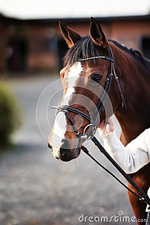 Horse head portraits with bridle. Stock Photo