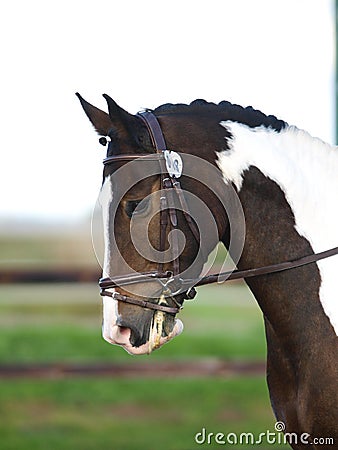 Horse Head Shot In Snaffle Bridle Stock Photo