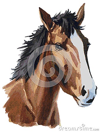 Horse head watercolor Vector Illustration