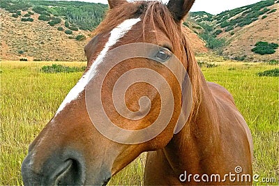 Horse Head, In Your Face Stock Photo