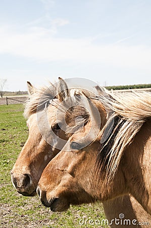 Horse heads Stock Photo