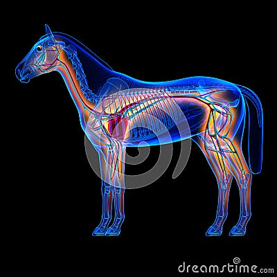 Horse Heart with Circulatory System - Horse Equus Anatomy on black background Stock Photo