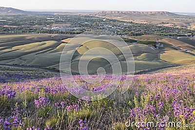 Horse Heaven Hills Purple Penstemon Stock Photo