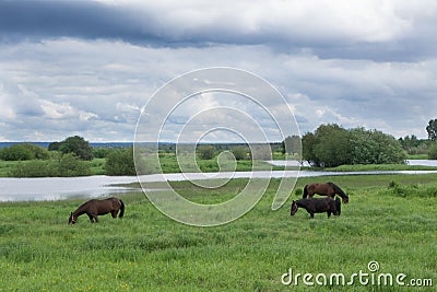 Horse herd in field, mare and foal grazing in horse farm Stock Photo
