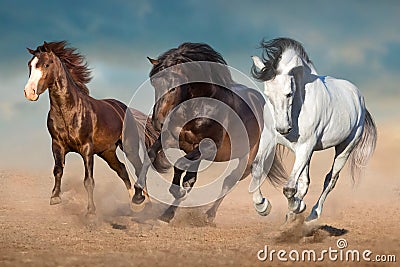 Three horse run in sand Stock Photo