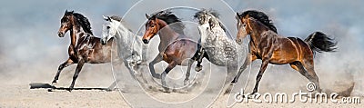 Horse herd free run Stock Photo