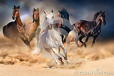 Horse herd run Stock Photo