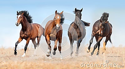 Horse herd run Stock Photo