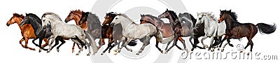 Horse herd run Stock Photo