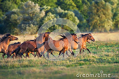 Horse herd run Stock Photo