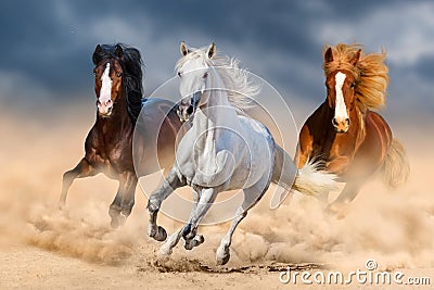 Horse herdin desert Stock Photo