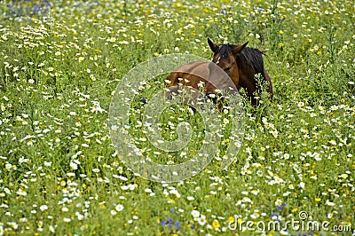 Horse hiding in tall grass Stock Photo