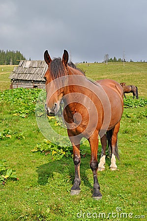 Horse on a hillside. Stock Photo