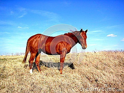 Horse on Hilltop Stock Photo