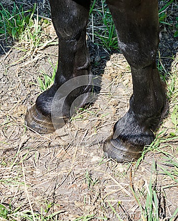 Horse hooves Stock Photo