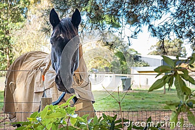 Horse in horsecloth closeup. Stock Photo