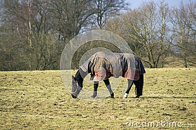 Horse with horsecloth Stock Photo
