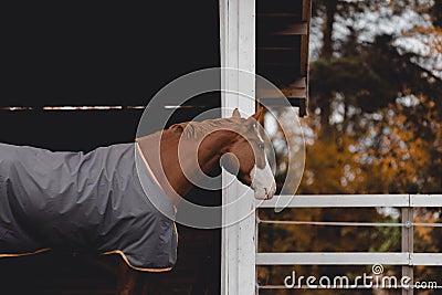 Horse in horsecloth standing in paddock in front of shelter Stock Photo