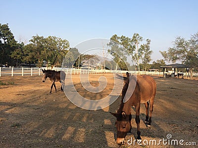 Horse horses farm ranch field Stock Photo