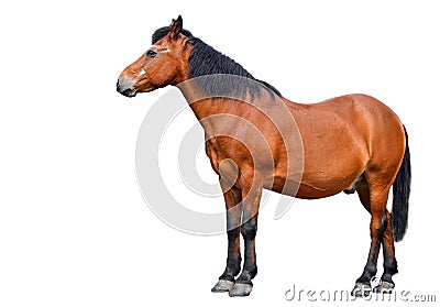 Horse isolated on white background. Farm animals. Brown bay horse isolated on white background. Stock Photo