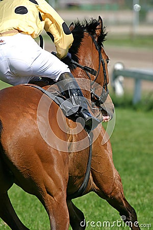 Horse and jockey Stock Photo