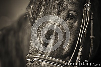 Horse Jumping 034 Stock Photo