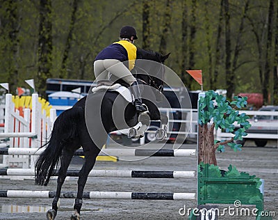 Horse Jumping Stock Photo