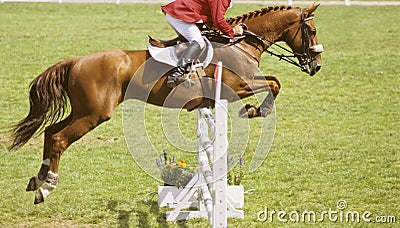 Horse jumping Stock Photo