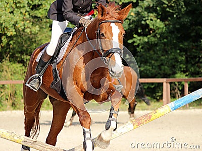 Horse jumping Stock Photo