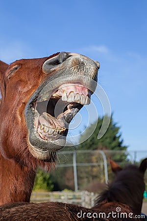 Horse laughing. Funny animal meme image of a horse neighing Stock Photo