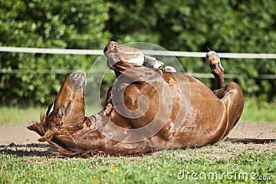 Horse lay on back and having fun to roll in sand Stock Photo