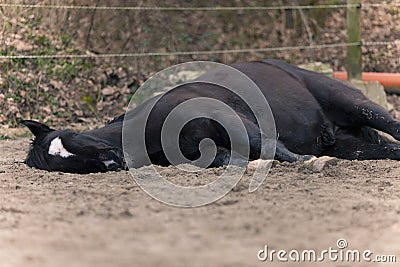 Horse lay on ground to sleep outside. Lazy black horse donÂ´t want to go for a ride and dreaming Stock Photo