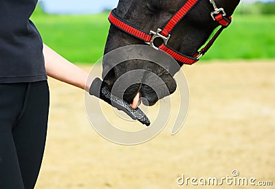 The horse is licking the female palm in outdoors, the natural horsemanship Stock Photo