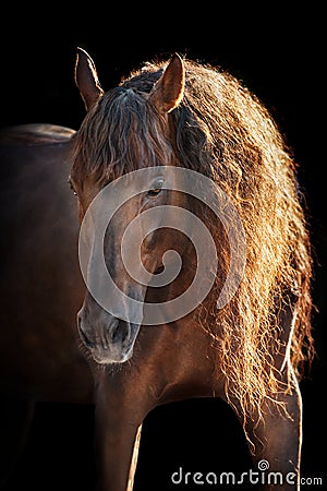 Horse with long mane on black Stock Photo