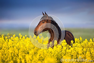 Horse with long mane on rape field Stock Photo