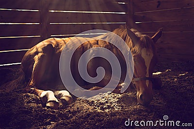 Horse lying down in stall Stock Photo