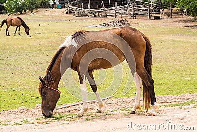 Horse is a mammal that involve many human activities Stock Photo