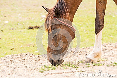 Horse is a mammal that involve many human activities Stock Photo