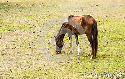 Horse is a mammal that involve many human activities Stock Photo