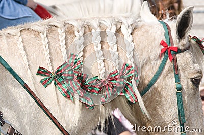 Horse mane braided Stock Photo