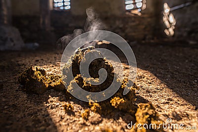 Horse manure, horseshit, excrement Stock Photo