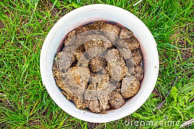 Horse manure in a white bucket Stock Photo