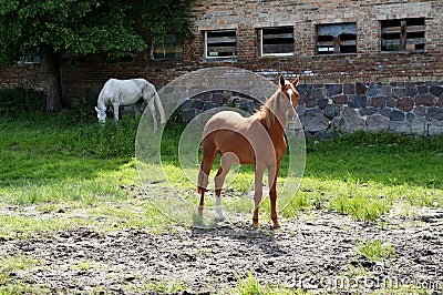 Horse in the meadow Stock Photo