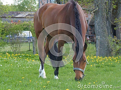 Horse on a meadow Stock Photo
