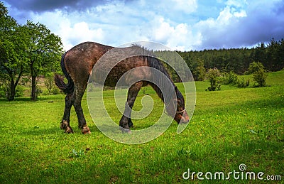 Horse in a meadow Stock Photo