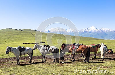 Horse in Meadow of Xinjiang, China Stock Photo