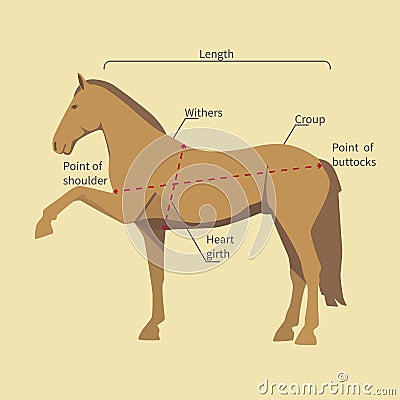 Horse with measurement labels Vector Illustration